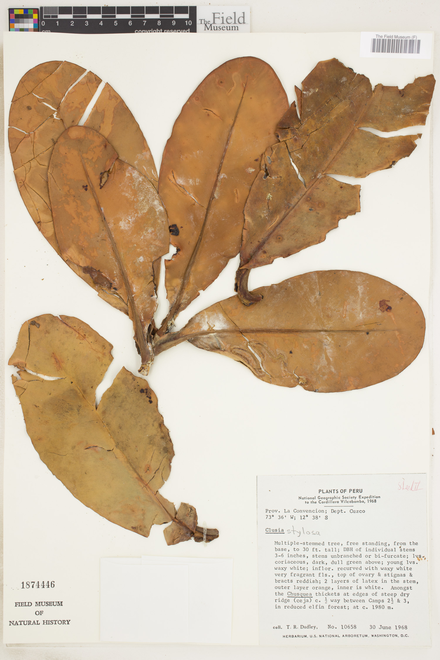 Clusia stylosa image