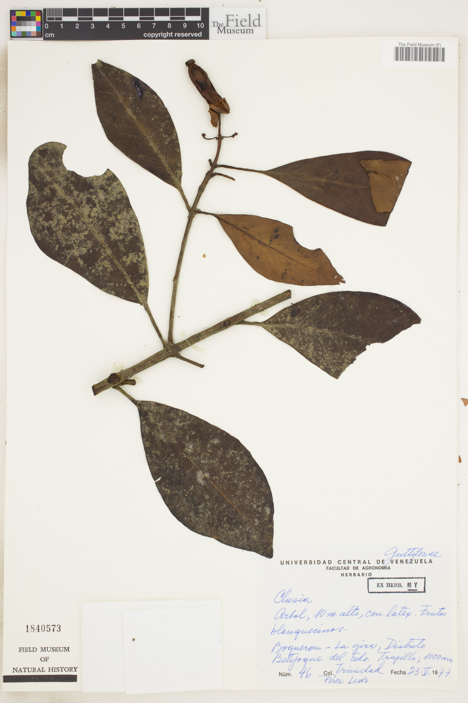 Clusia androphora image