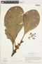 Dystovomita clusiifolia image