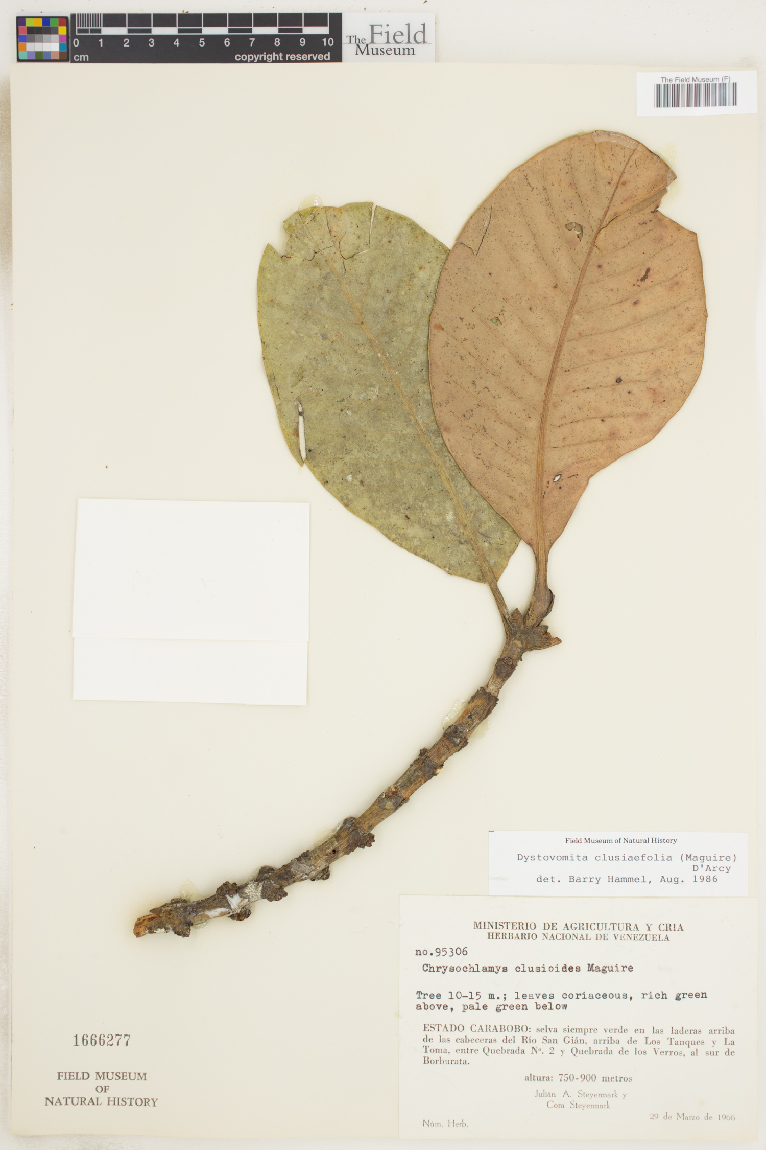 Dystovomita clusiifolia image