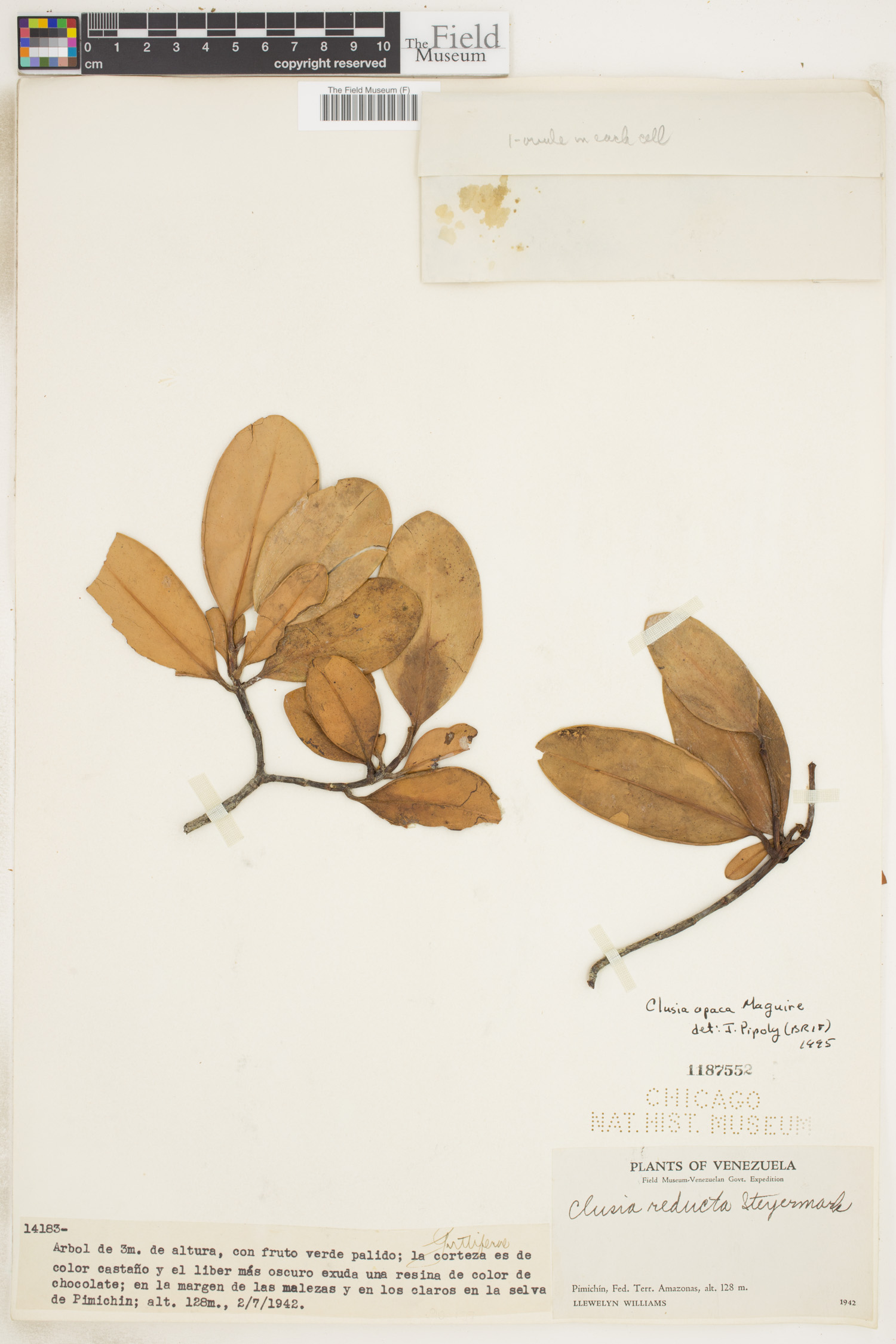 Clusia opaca image