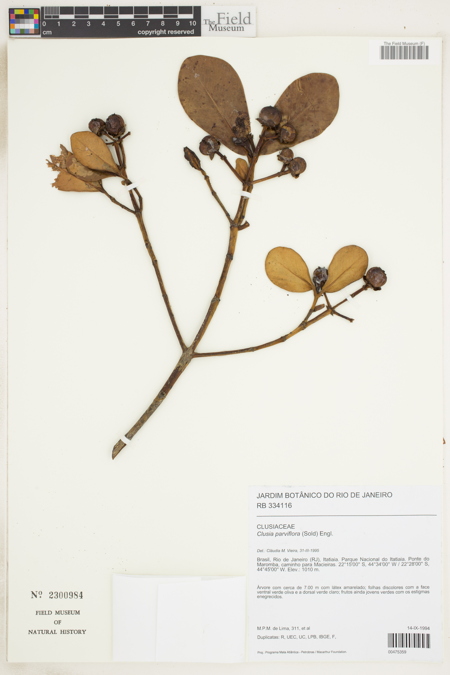 Clusia parvifolia image