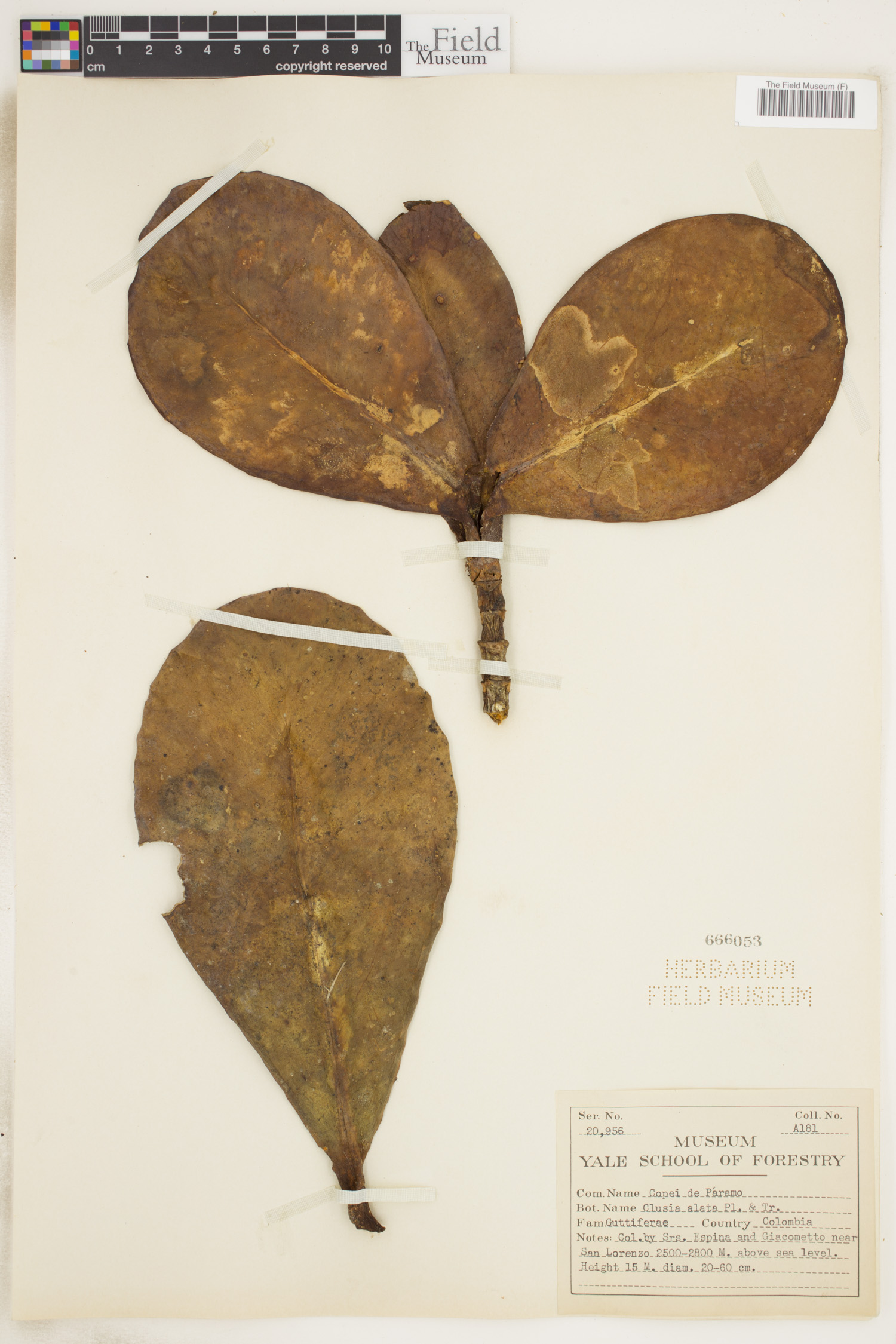Clusia alata image