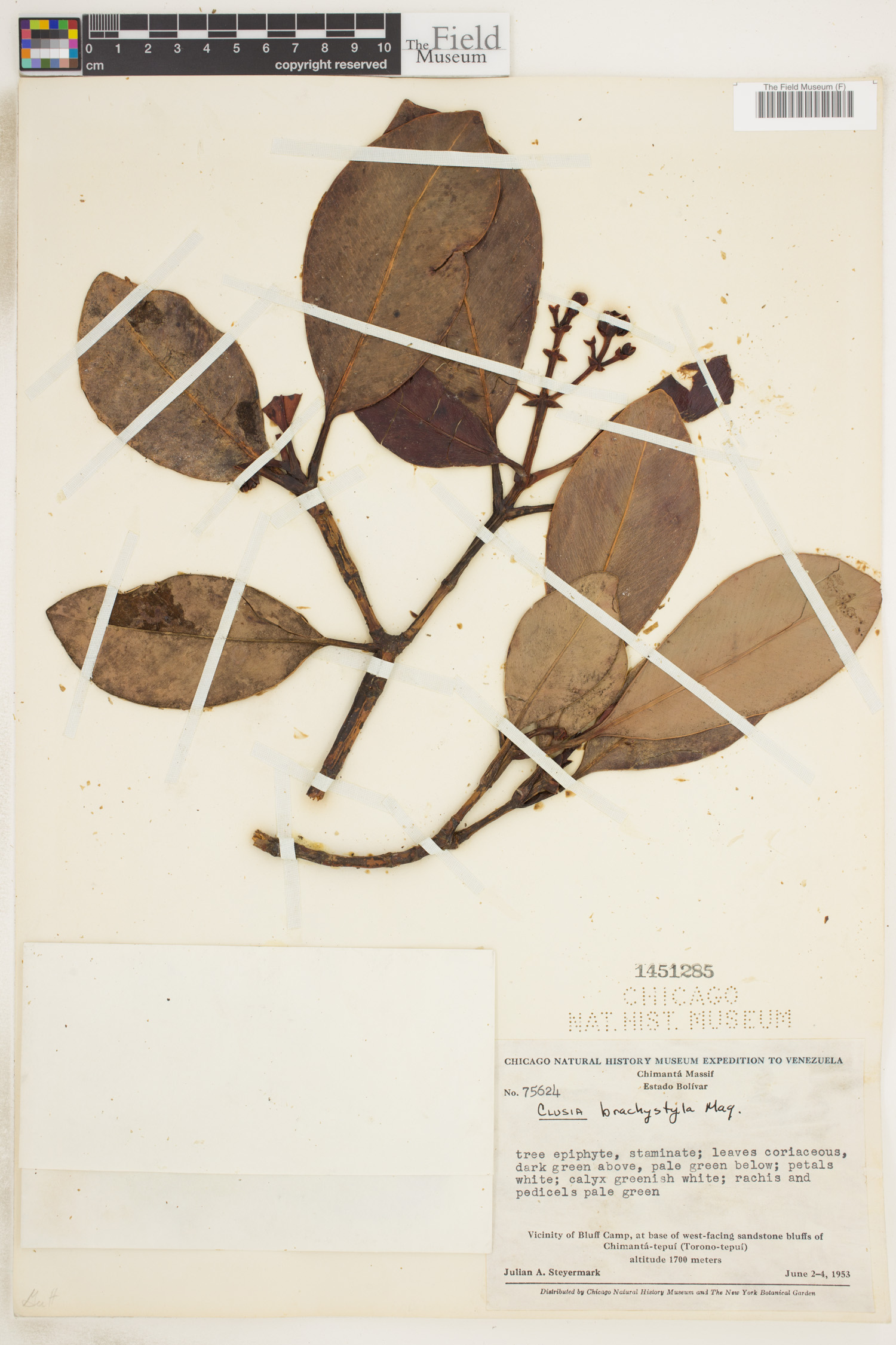 Clusia brachystyla image