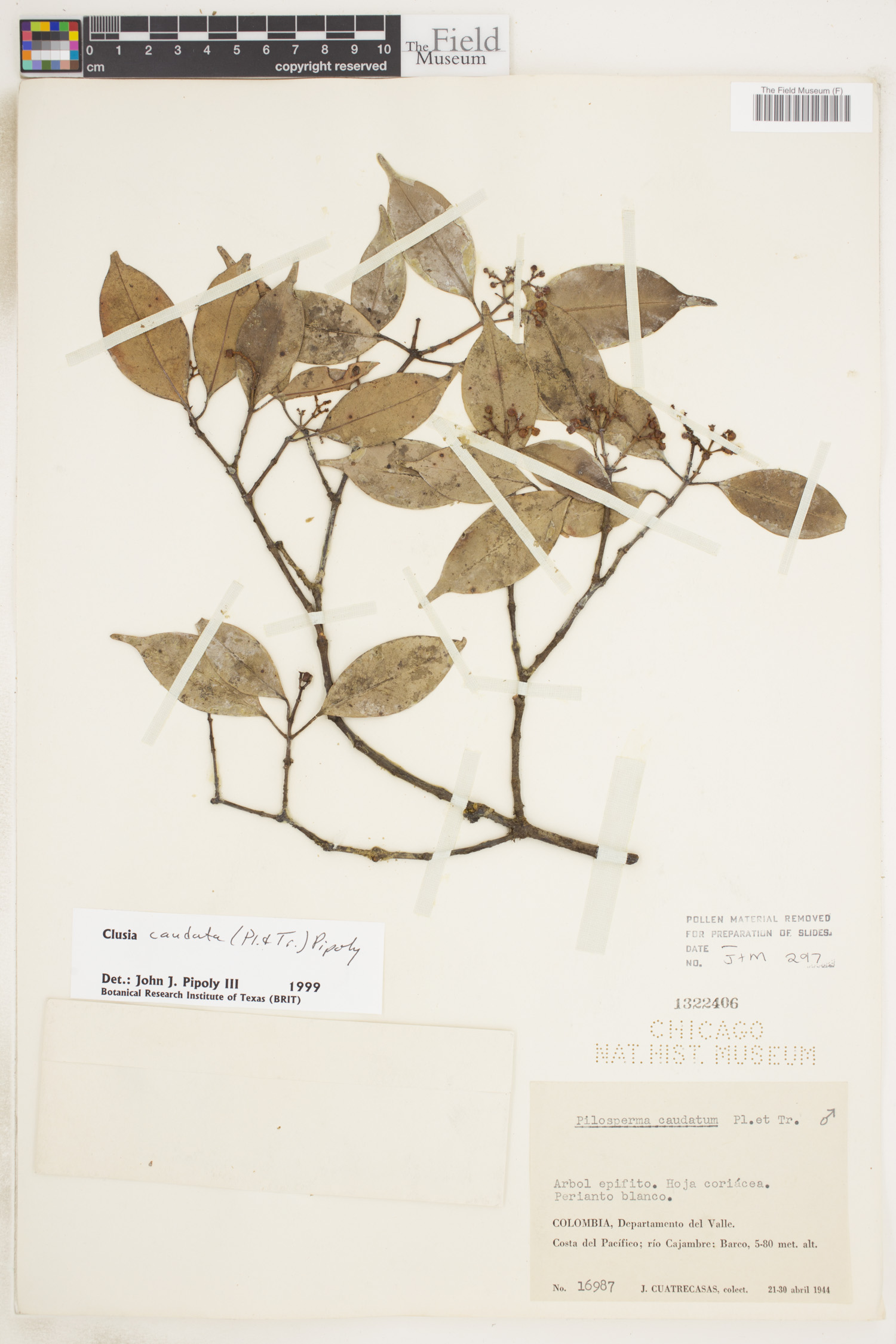 Clusia caudata image