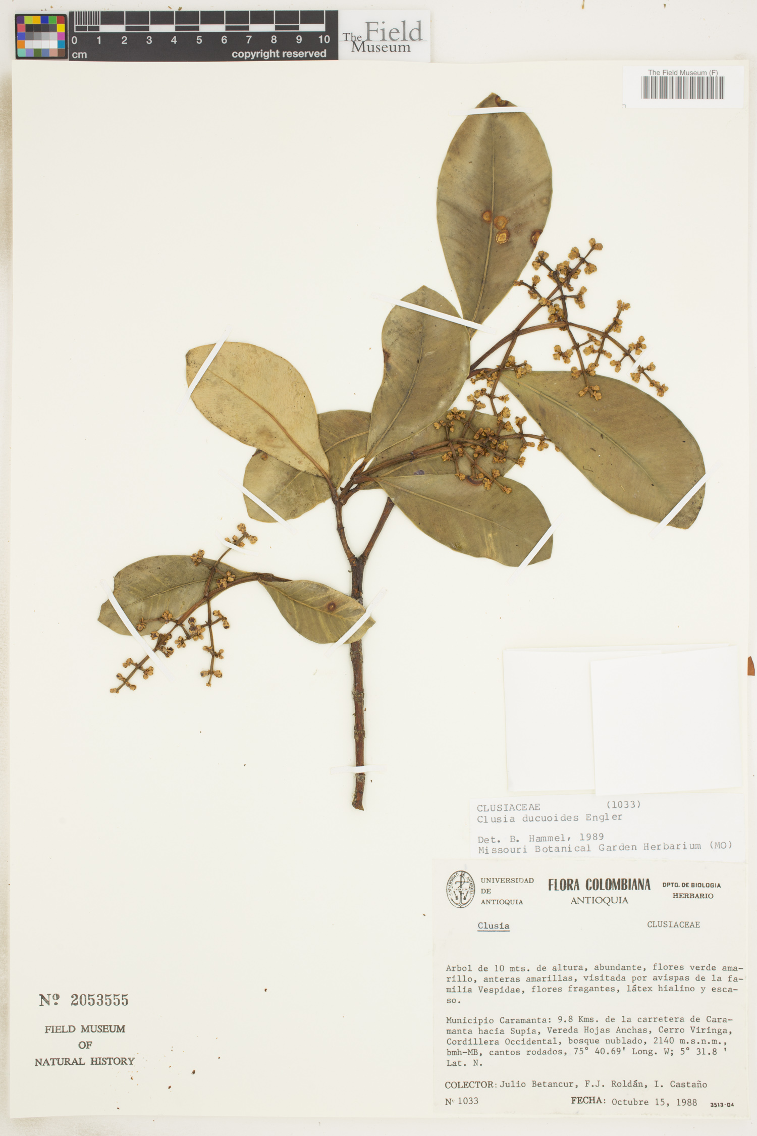 Clusia ducuoides image