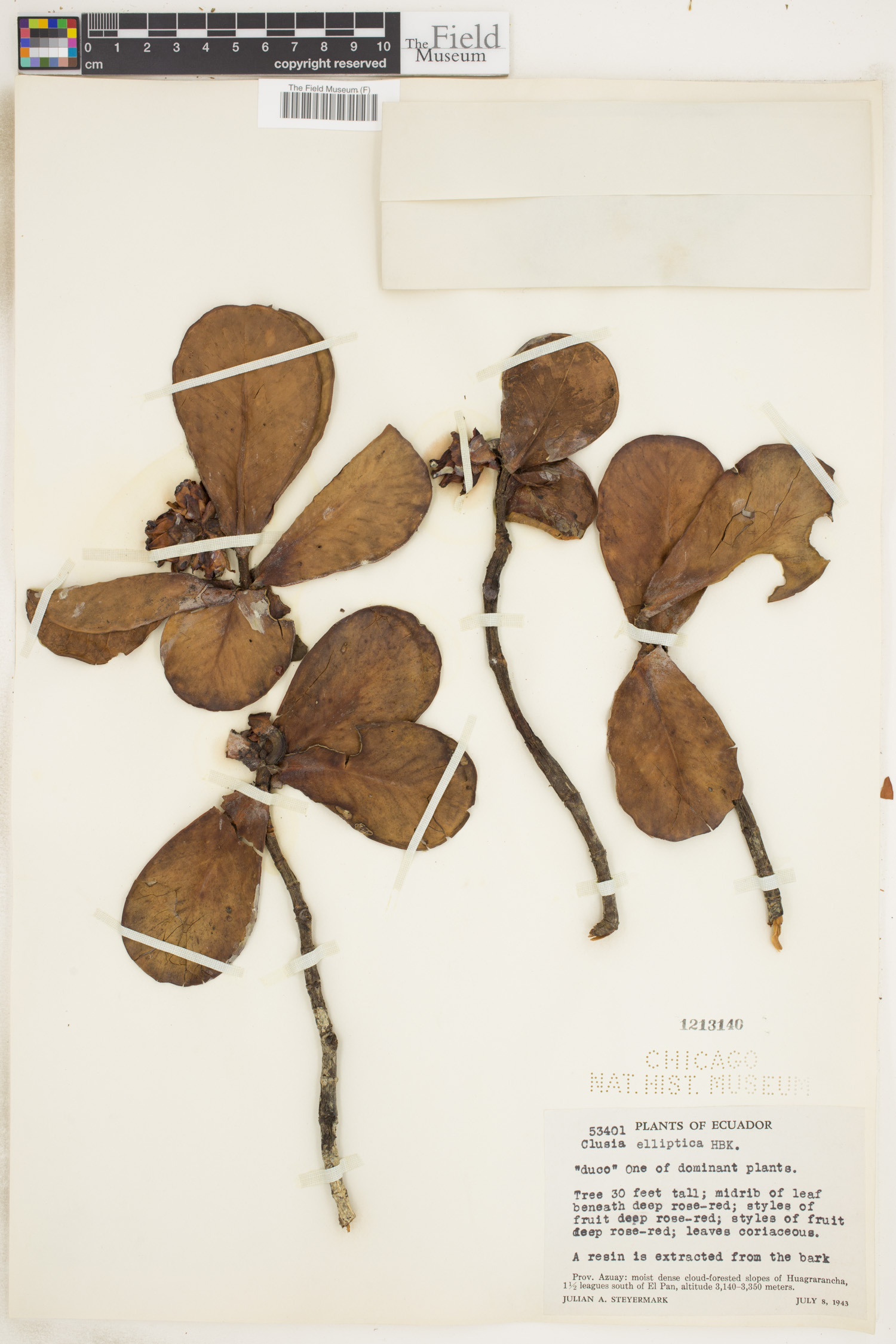 Clusia elliptica image