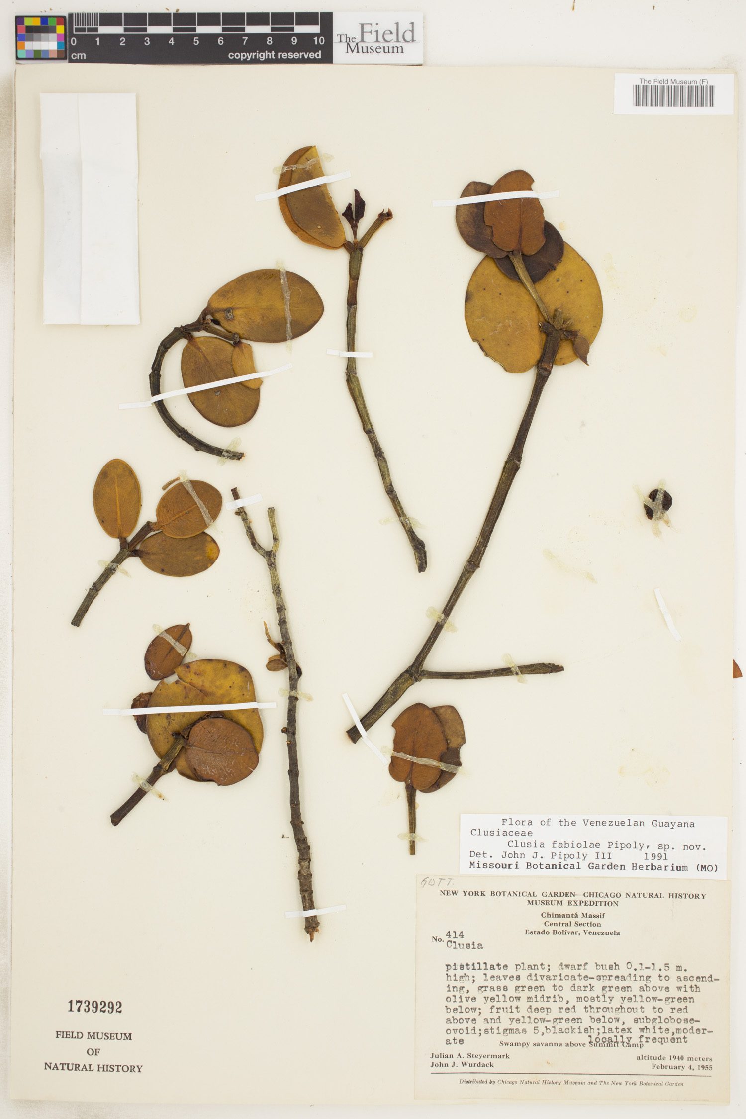 Clusia fabiolae image