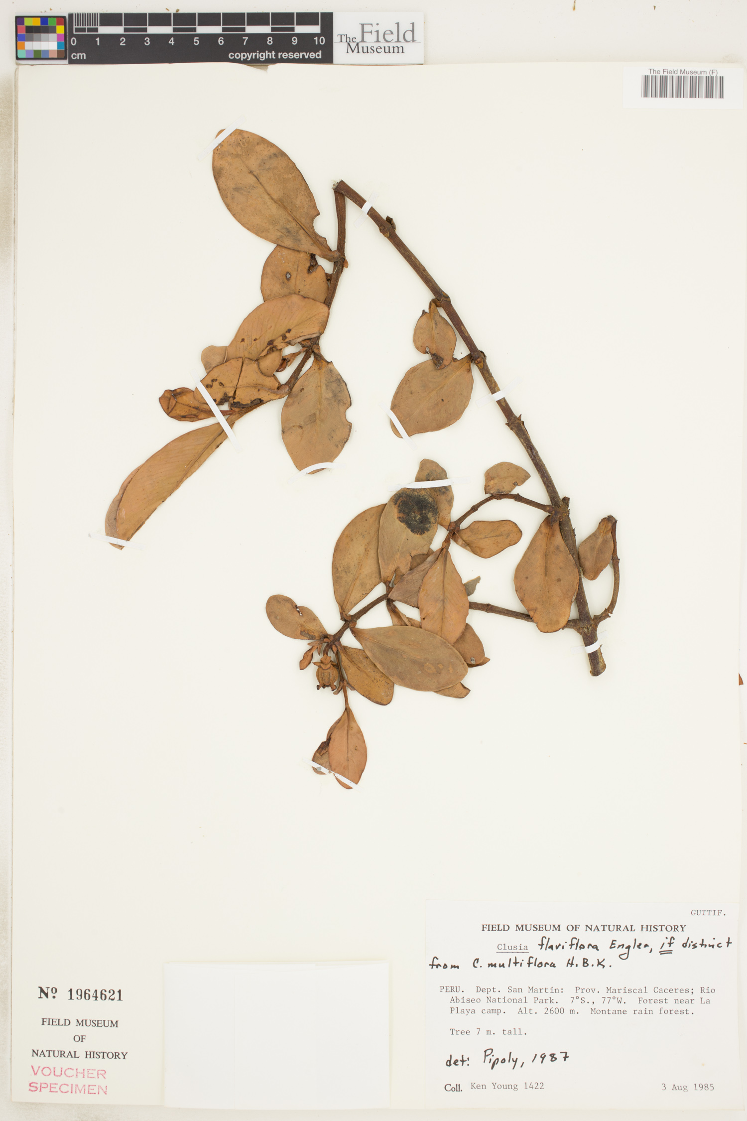 Clusia flaviflora image