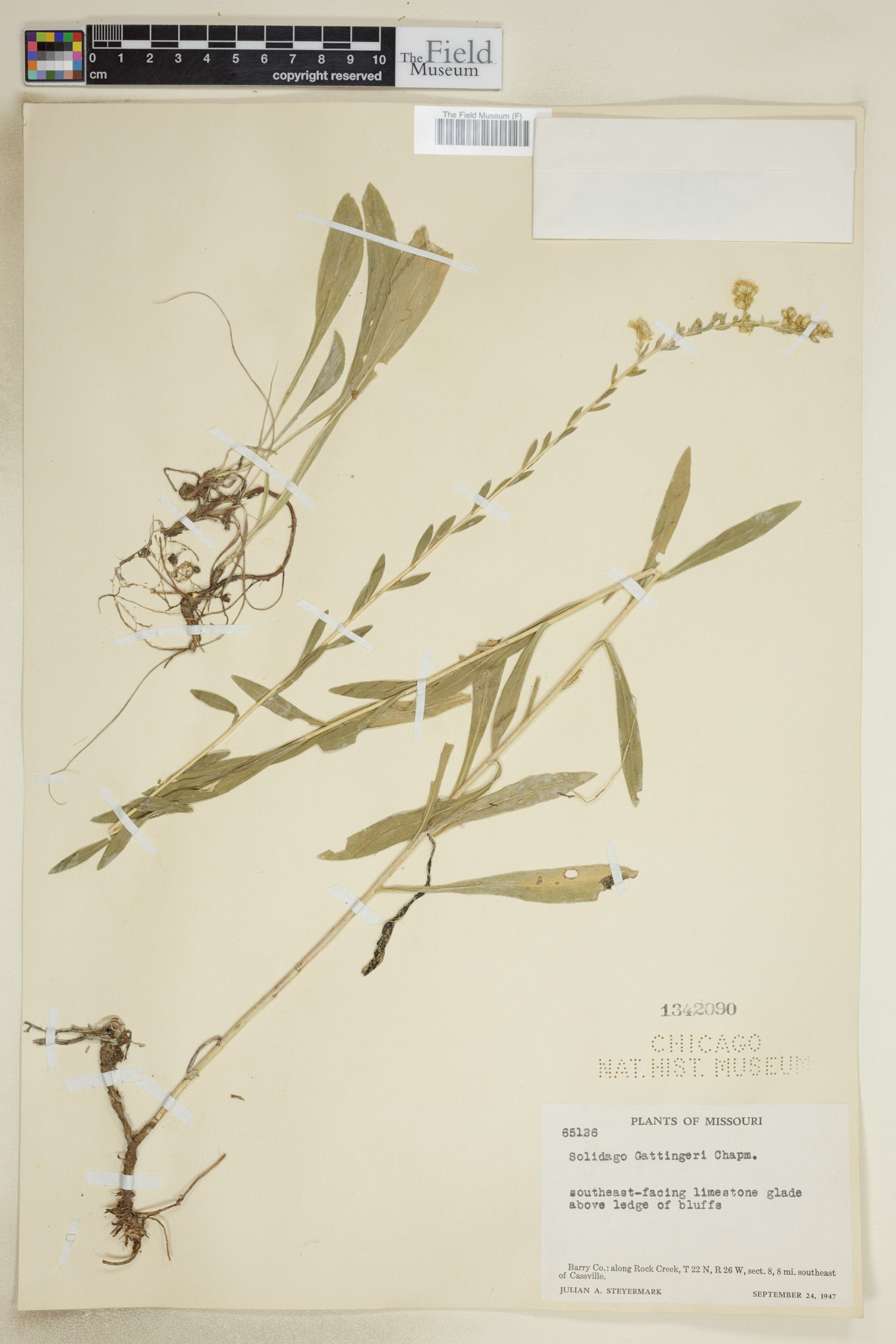 Solidago gattingeri image