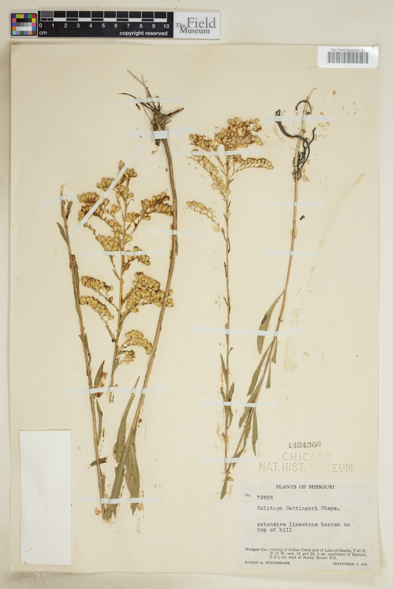 Solidago gattingeri image