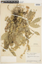 Solidago hispida image
