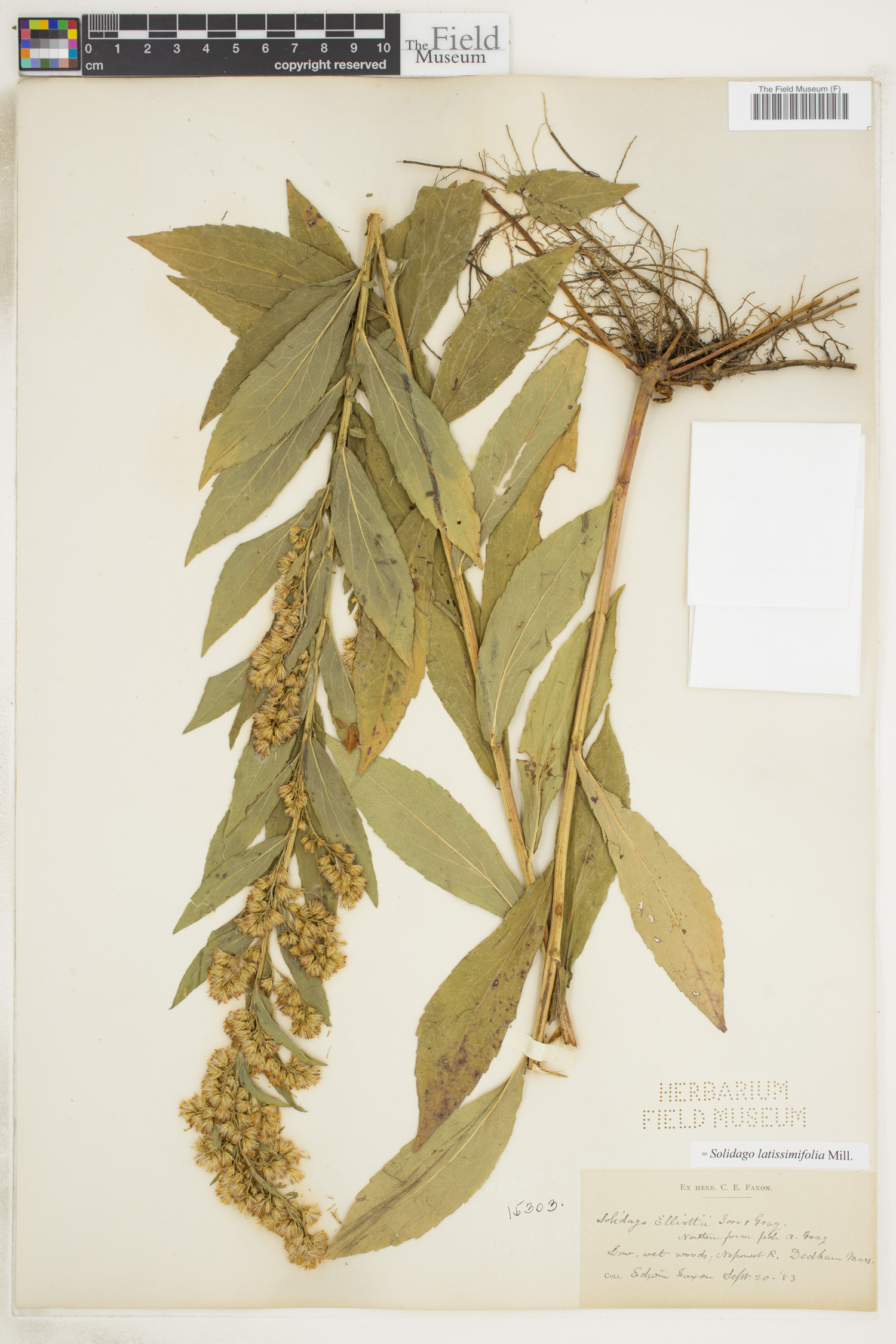 Solidago latissimifolia image