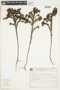 Psyllocarpus phyllocephalus image