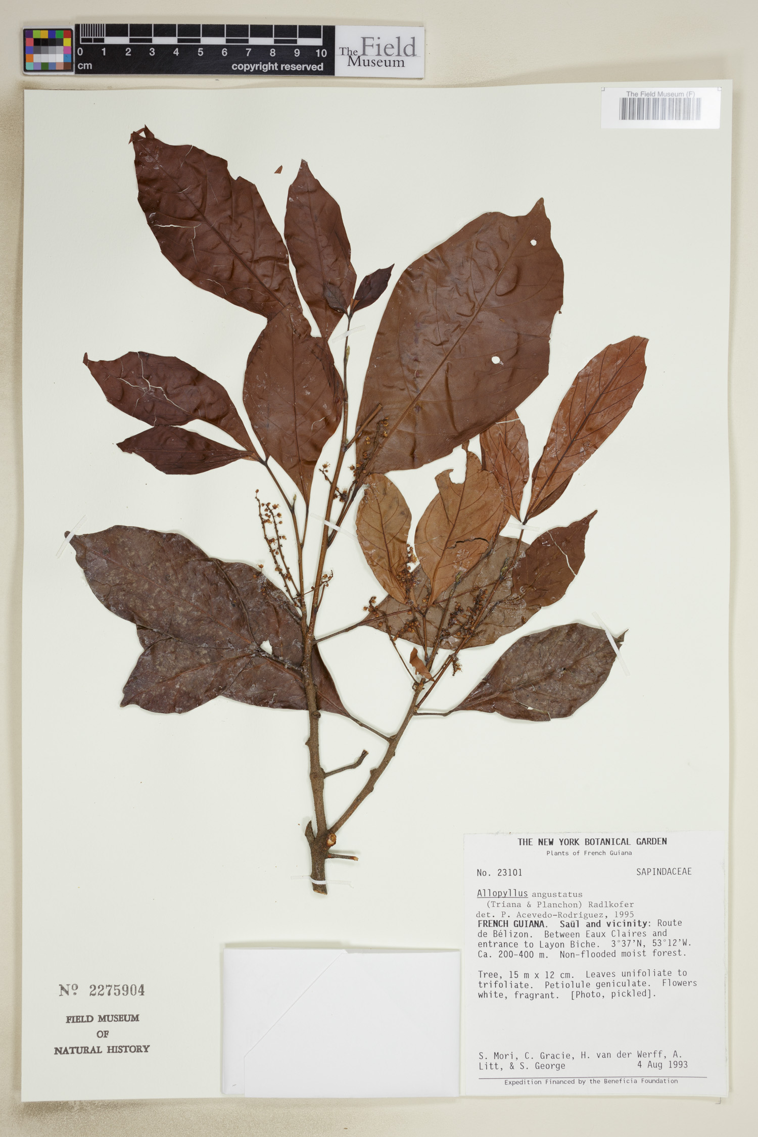 Allophylus angustatus image