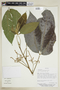 Allophylus divaricatus image