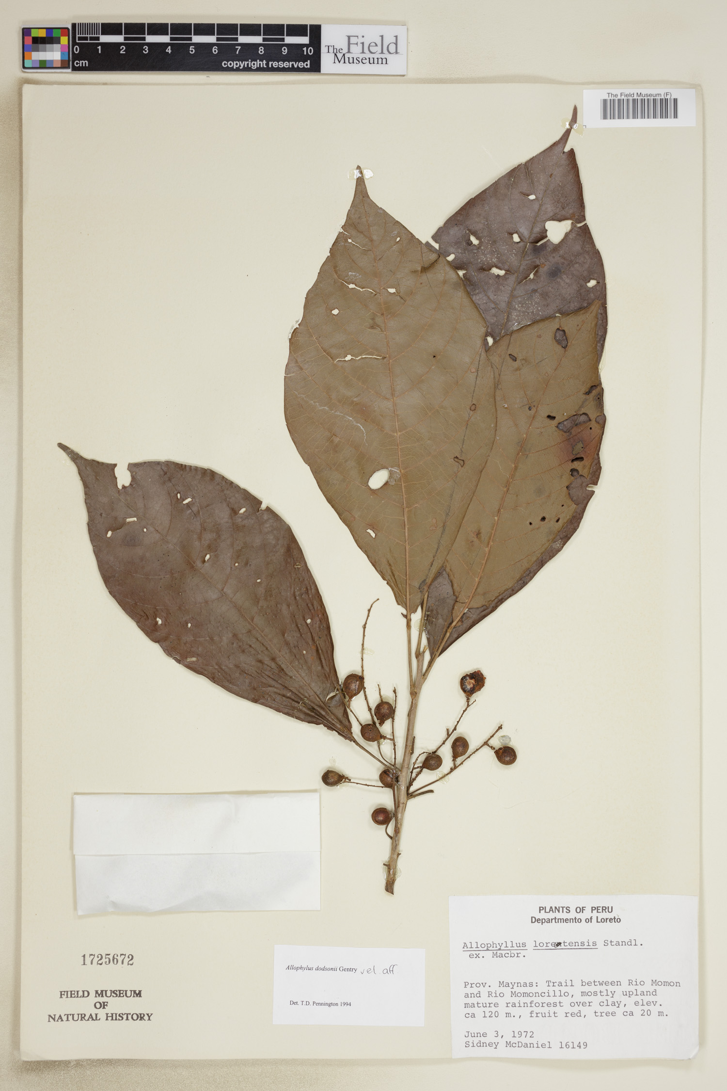 Allophylus dodsonii image
