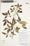 Allophylus edulis image