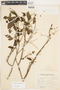 Allophylus edulis image