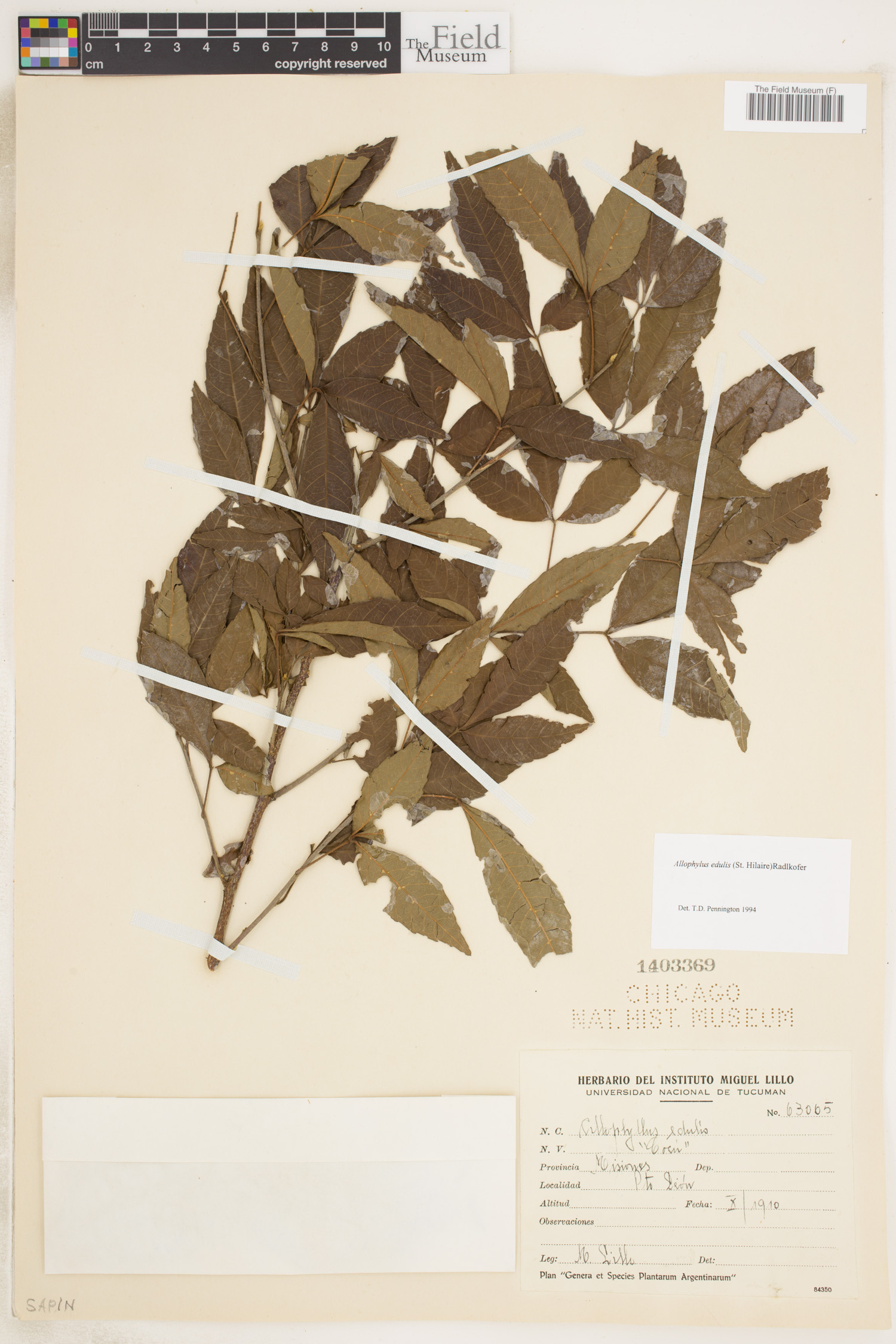 Allophylus edulis image
