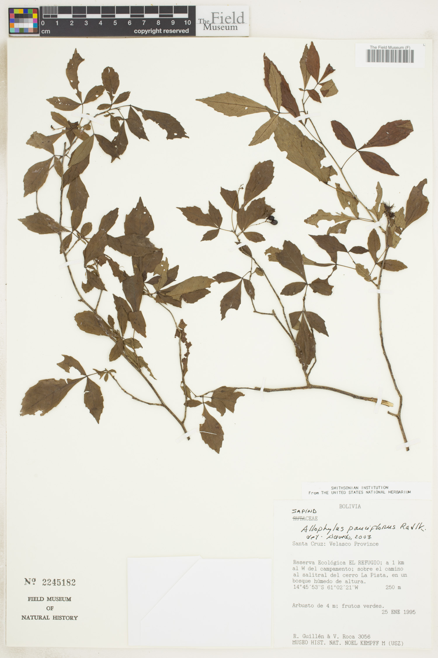 Allophylus pauciflorus image