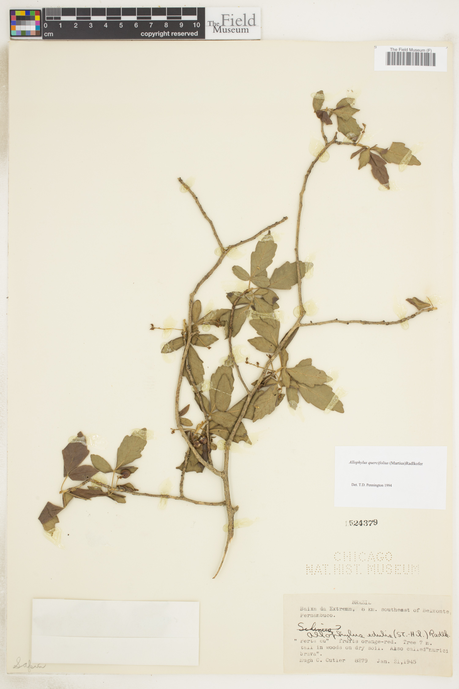 Allophylus quercifolius image