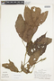 Allophylus stenodictyus image