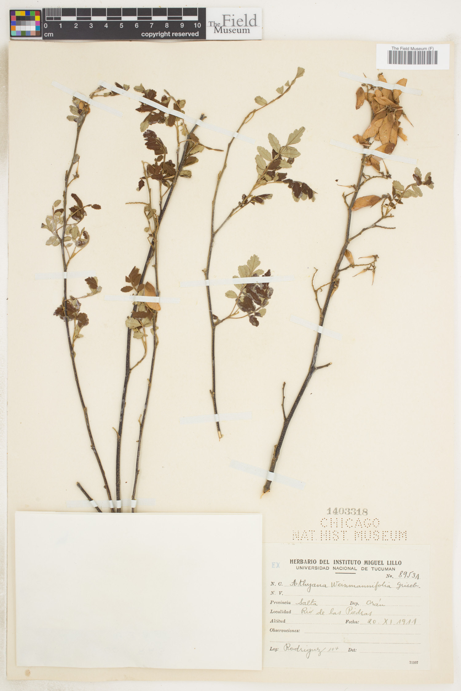 Athyana weinmanniifolia image