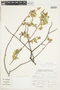 Athyana weinmanniifolia image