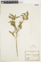 Bridgesia incisifolia image