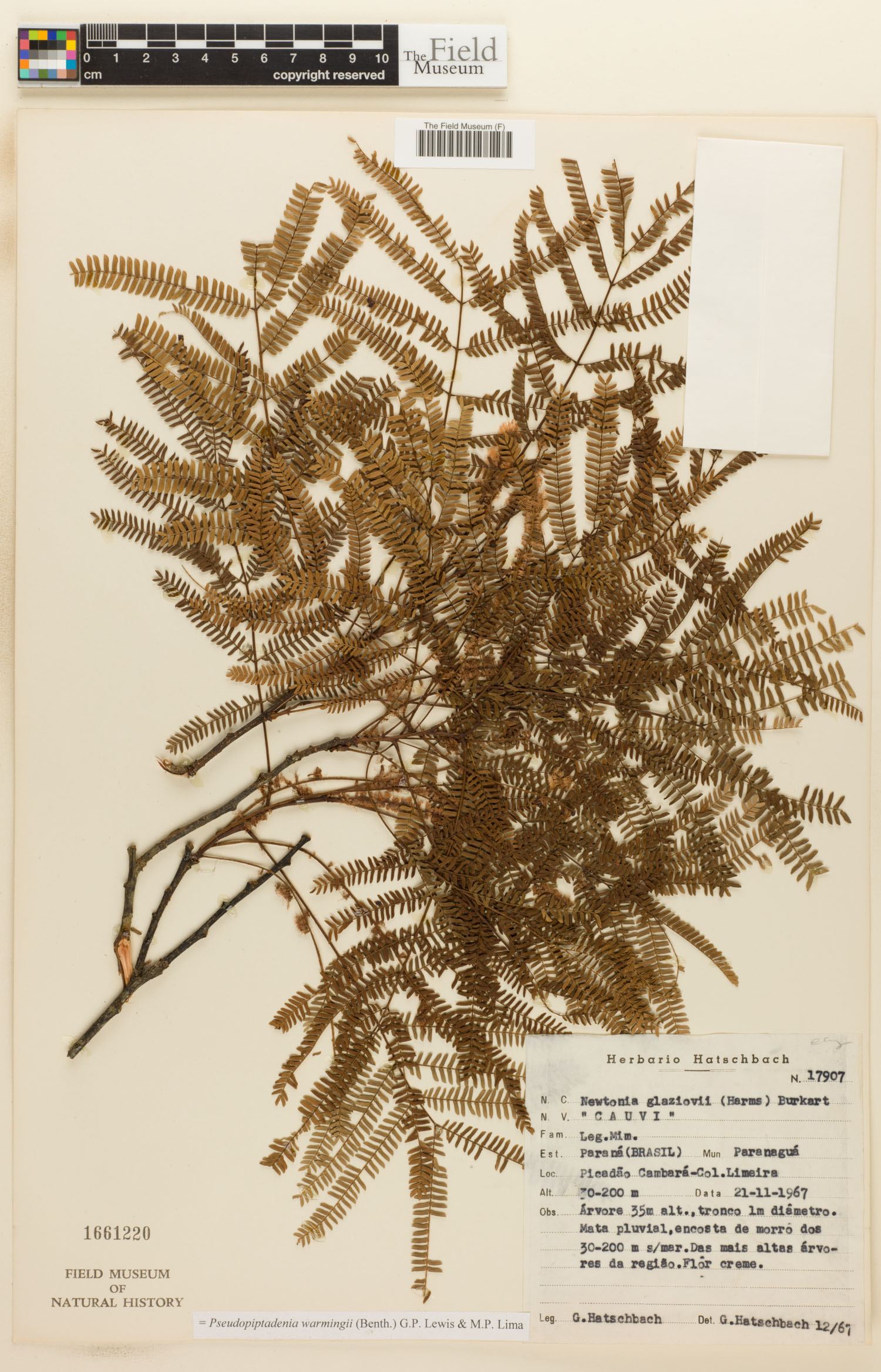 Pseudopiptadenia image