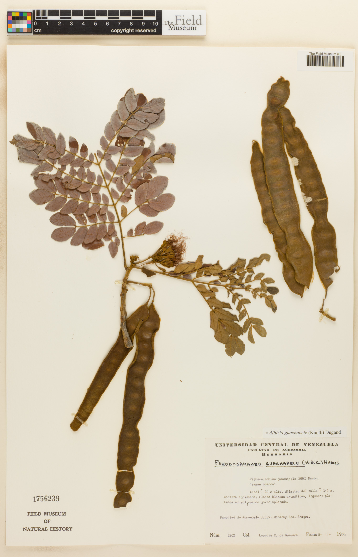 Albizia guachapele image