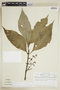 Notopleura macrophylla image