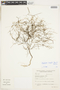 Oldenlandia filicaulis image