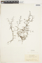 Oldenlandia herbacea image