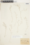 Oldenlandia tenuis image