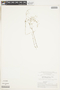 Oldenlandia tenuis image
