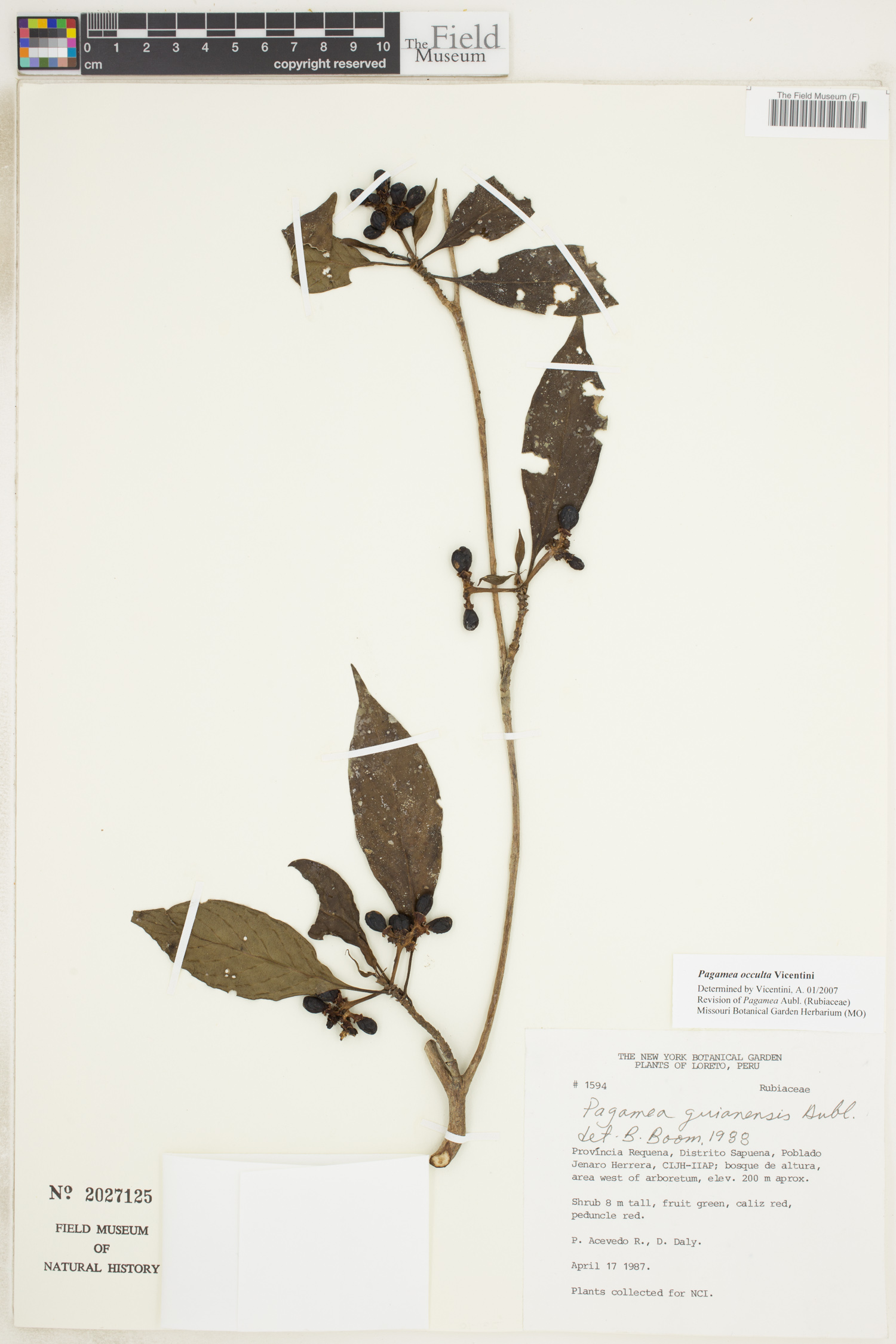Pagamea image
