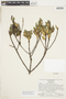 Pagamea pauciflora image