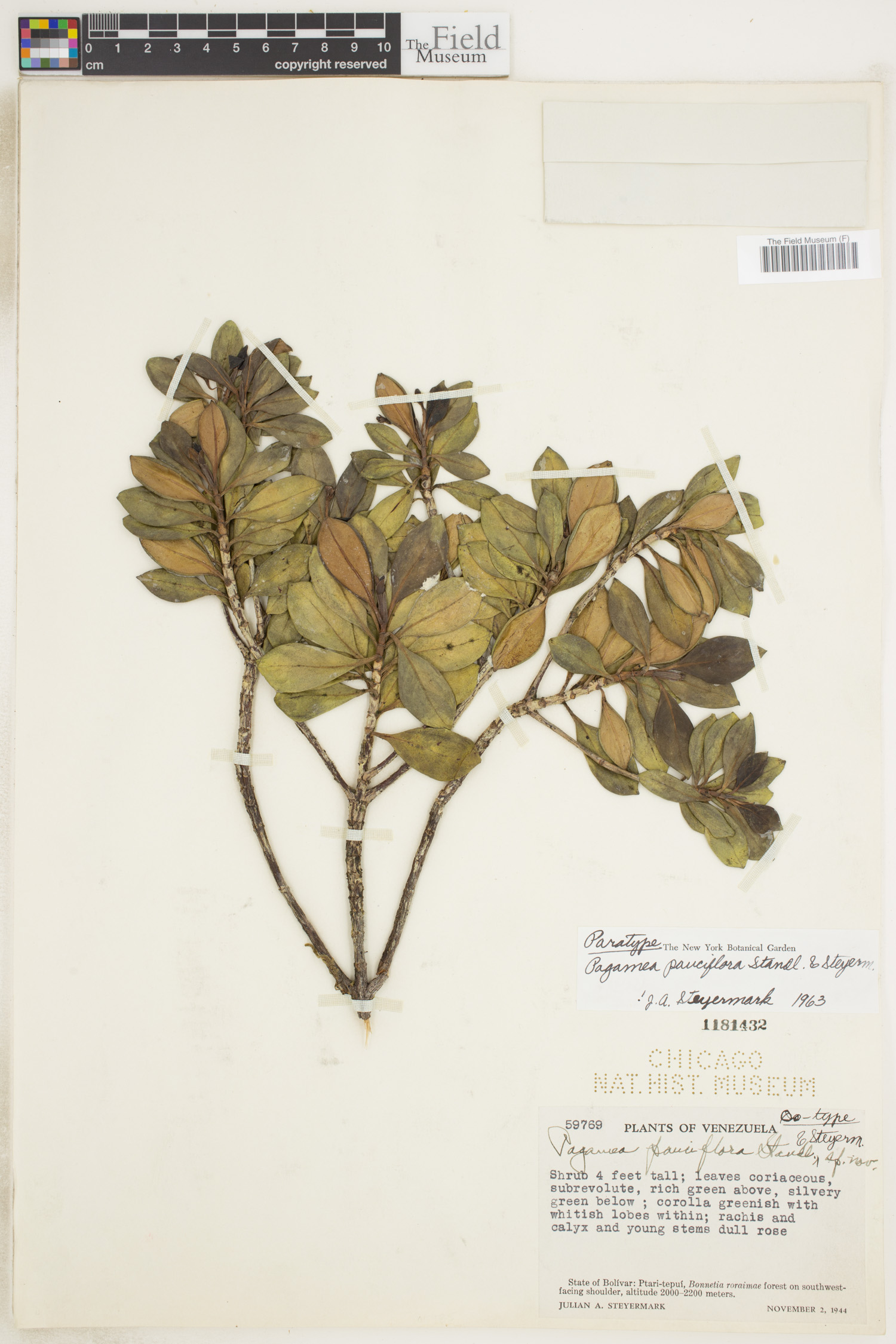Pagamea pauciflora image