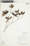 Pagamea thyrsiflora image