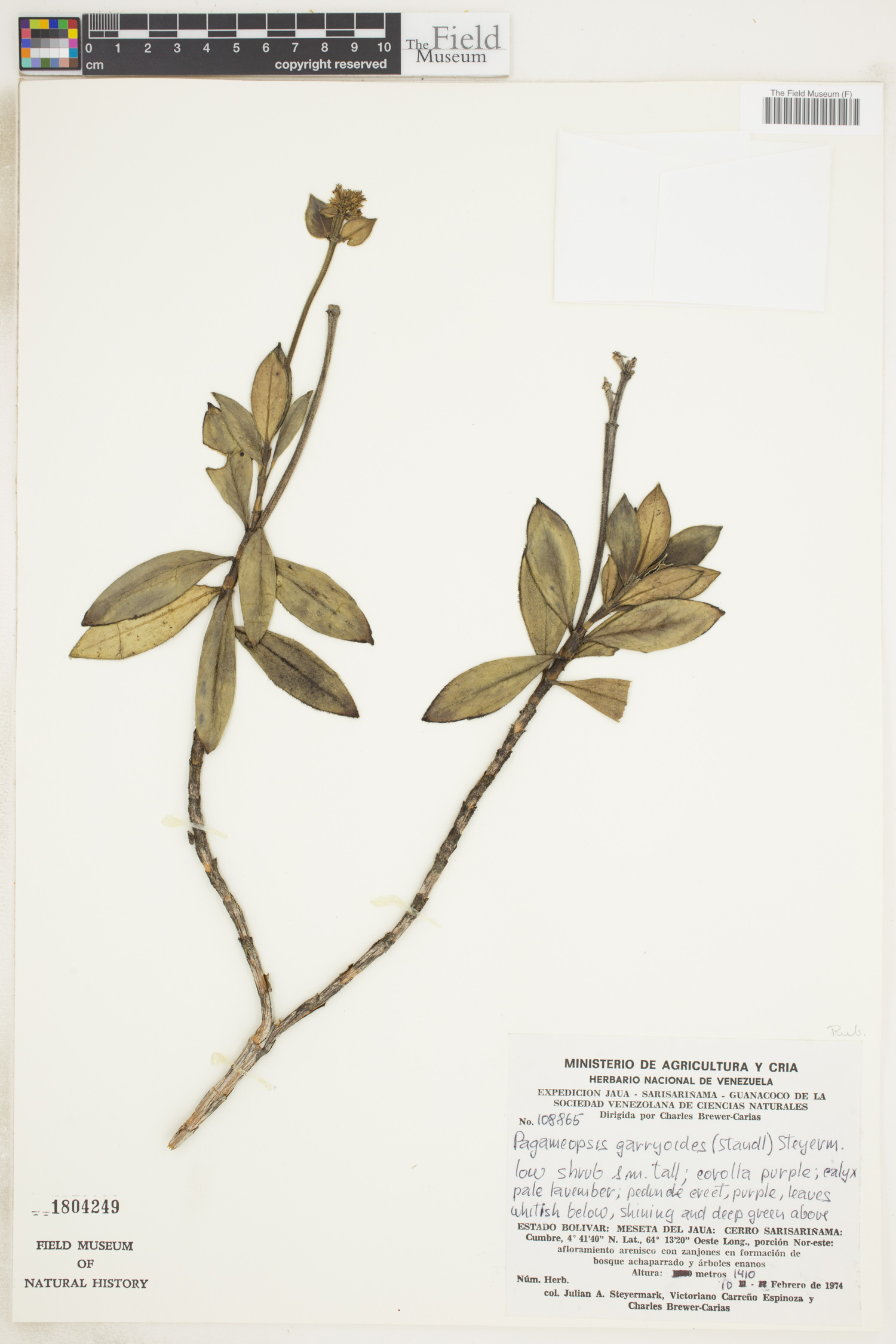 Pagameopsis garryoides image