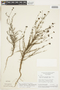 Psyllocarpus asparagoides image