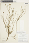 Psyllocarpus asparagoides image