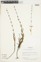 Psyllocarpus campinorum image