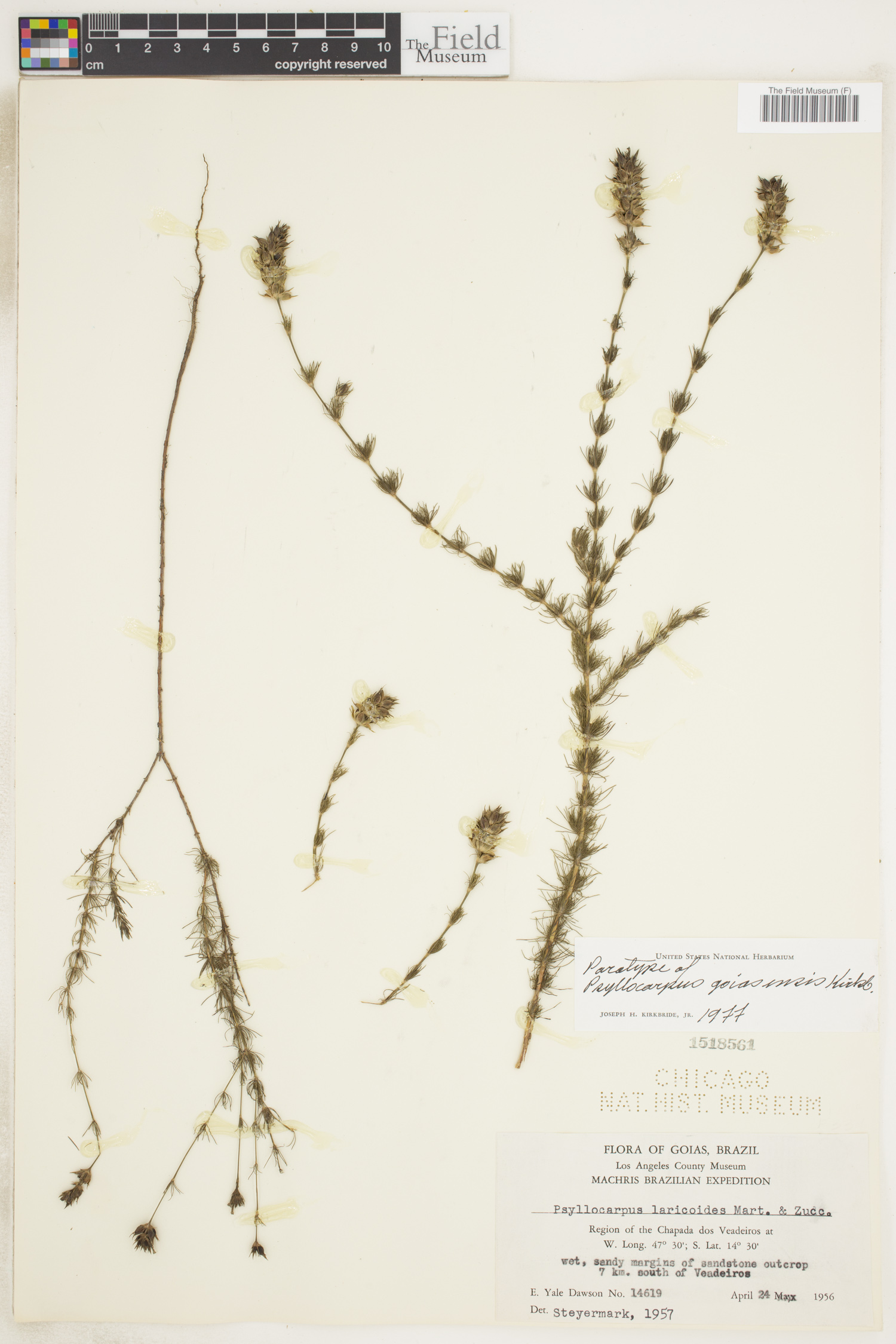 Psyllocarpus goiasensis image