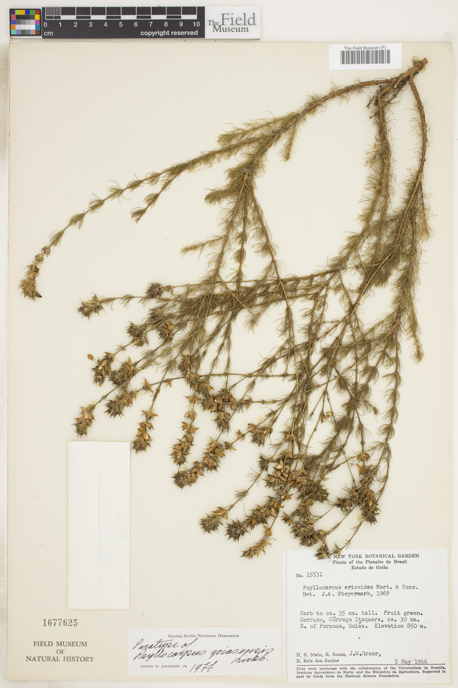 Psyllocarpus goiasensis image