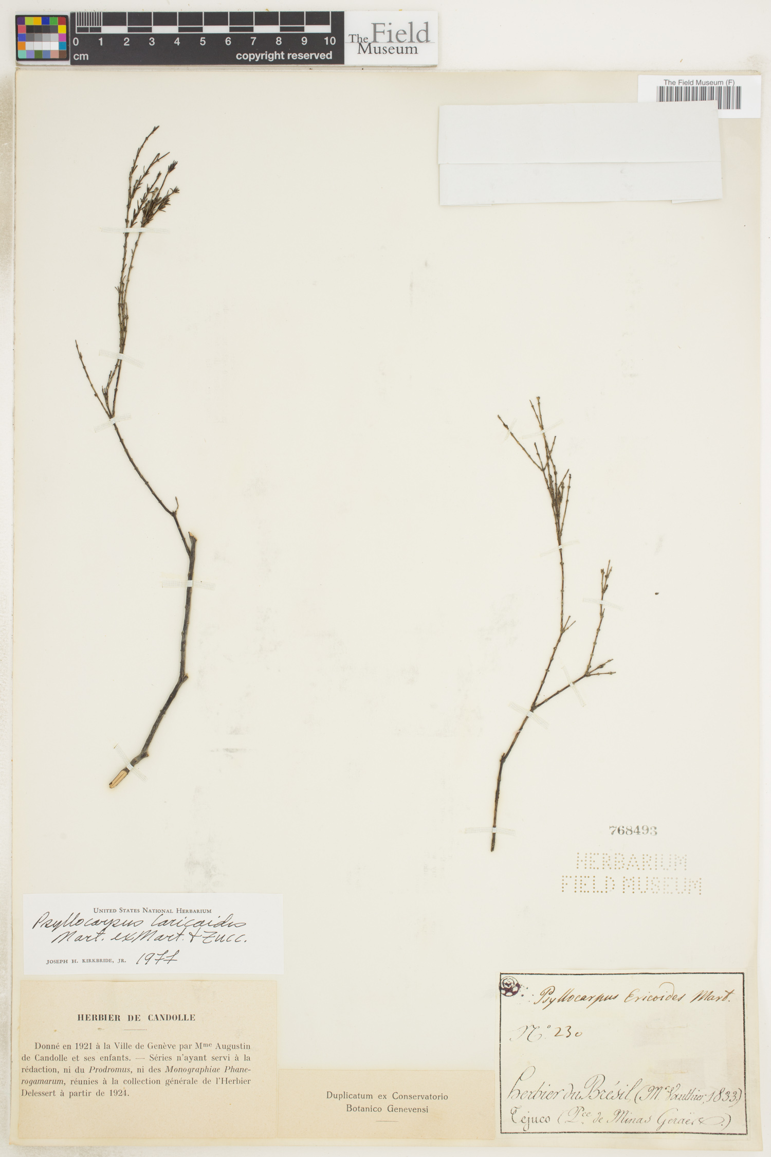 Psyllocarpus image