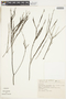 Psyllocarpus laricoides image