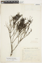 Psyllocarpus laricoides image